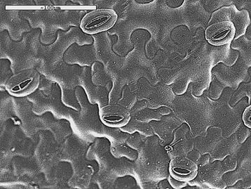 In Heterotrophic stoma and guard cells SEM of Spongy mesophyll shows each leaf cell is close to