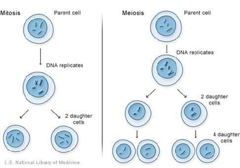 19. Why must DNA be replicated before cell division? 20. This diagram shows sexual vs asexual reproduction. Explain three major differences between these two processes. 21.