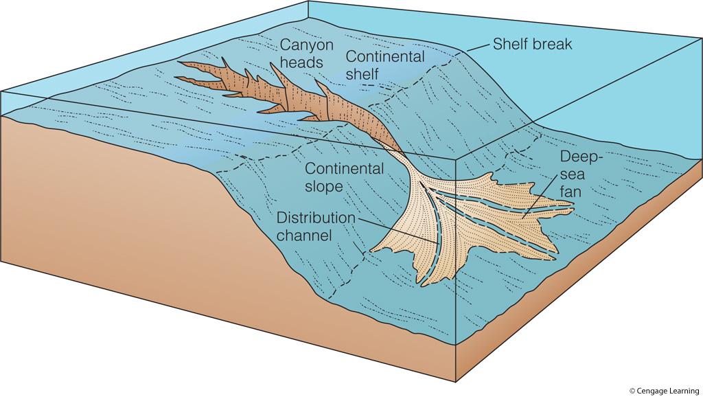 Continental Rise Forms from accumulated sediment at the bottom of the continental slope Submarine canyons are a feature of some continental margins.