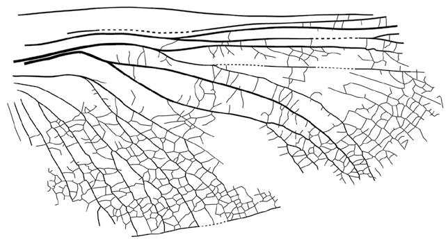 Novitates Paleoentomologicae No. 5, pp. 1 8 6 December 2013 A fossil species of the primitive mymarid genus Borneomymar (Hymenoptera: Mymaridae) in Eocene Baltic amber Michael S. Engel 1, Ryan C.