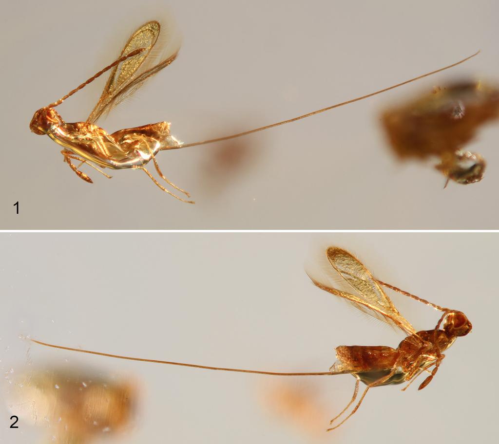 2013 Engel & al.: Borneomymar in Baltic amber 3 Figures 1 2. Photographs of holotype female (SEMC F001019) of Borneomymar pankowskiorum, new species. 1. Left lateral habitus. 2. Right lateral habitus.