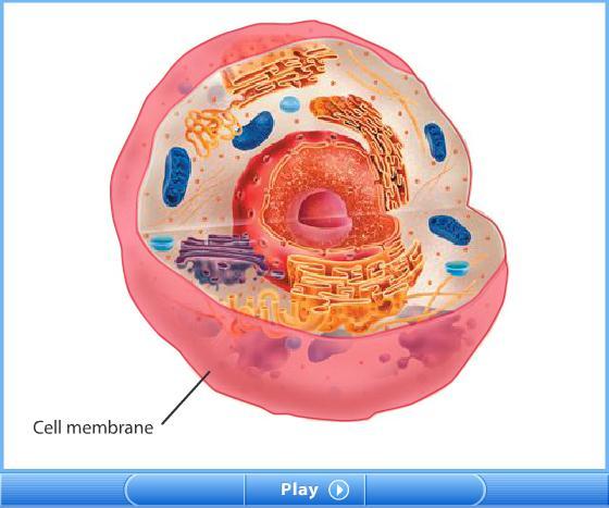 Section 2 Introduction to Cells