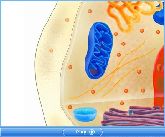 Section 3 Cell Organelles