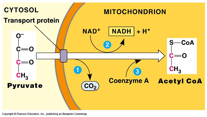 Oxidation of pyruvate Pyruvate enters mitochondrial matrix [ ] x pyruvate acetyl CoA + 3C C 1C NAD u 3 step oxidation process u releases (count the carbons!