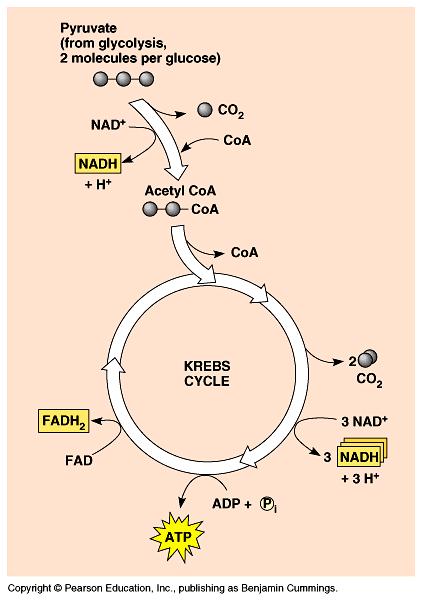Electron Carriers = Hydrogen Carriers Krebs cycle produces large quantities of electron carriers u NADH u FADH u go to Electron Transport Chain!