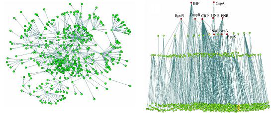 http://www.biomedcentral.com/1471-2105/5/199 Figure: Hierarchical structure and modules in the E. coli transcriptional regulatory network The original unorganized network vs.