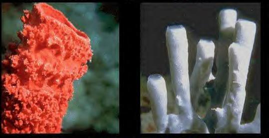 Porifora - sponges Sessile