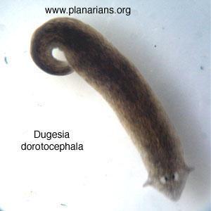 Platyhelminthes - flatworms Bilateral symmetry 3 tissue layers Cephalization (nerve mass)