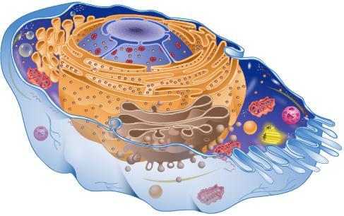 Cell Organelles Organelles are small specialized