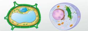 10. Vacuole Space in a cell surrounded by a membrane.
