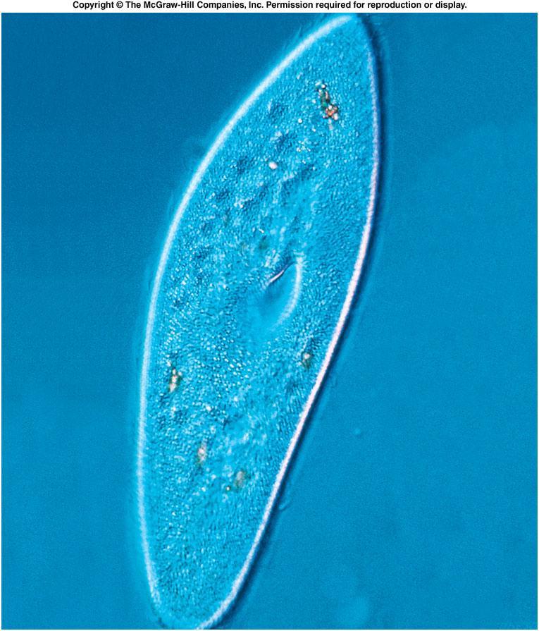 Emergence of Eukaryotes Chapter 11 Protozoan Groups Copyright The McGraw Hill Companies, Inc.