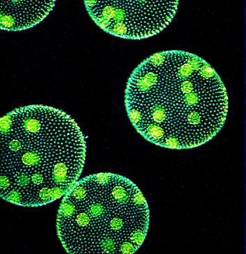 Protozoans Carry on all life activities within a single cell Can survive only within narrow