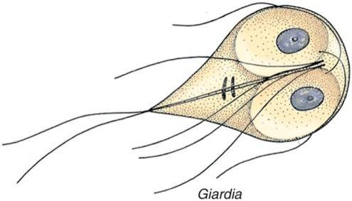 Euglenozoa Subphylum Kinetoplasta Trypanosoma Phylum Retortamonada Giardia (a