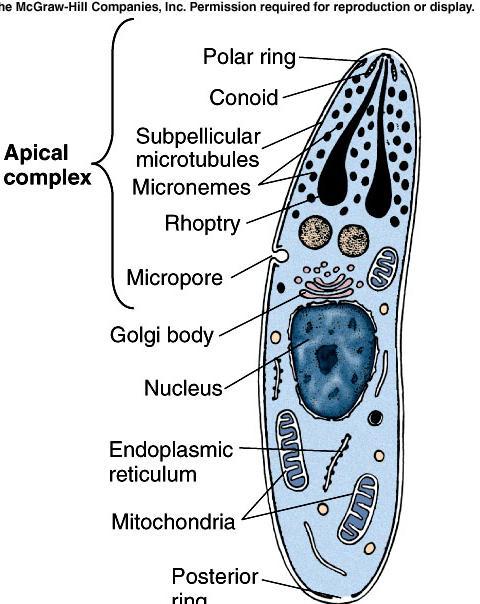 Dinoflagellata Parabasalids Trichonympha Amebas Phylum Apicomplexa All are