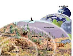 Chapter 3 The Biosphere 3 1 What is Ecology? 1. What different levels of organization do ecologists study? 2. What methods are used to study ecology?