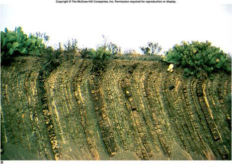 Evidence of Creep Landslides Fall Rock Debris Soil Earth Type of Motion Topple Planar Slide Rotational Slide Flow Landslides Rock Debris Soil Earth Fall Rock Fall Debris Fall Earth Fall Type of
