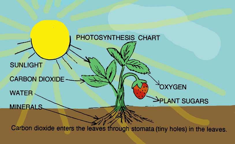 2. Photosynthesis Plants are photosynthetic. Organelles called chloroplasts convert light energy into chemical energy (food) in the form of sugar. 6CO2 + 6H2Oà C6H12O6 + 6O2 3.