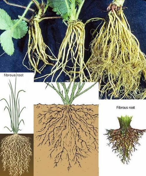 6. The Plant Body a. The root system has three main functions: i. Roots penetrate soil to collect water and nutrients. ii. They anchor the plant. iii.