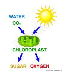 We will learn more about photosynthesis in Topic 12. The majority of plants live on land.
