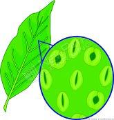 Leaves: Leaves capture light energy from the sun to produce food and oxygen in a process known as photosynthesis.
