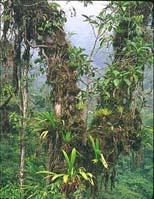 Tropical Rainforests Habitat Lower canopy more light than forest floor filtered light Limited biodiversity Upper canopy higher levels of light Tops of the upper