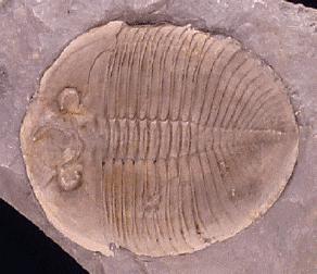 Trilobites Lived in Earth s ancient