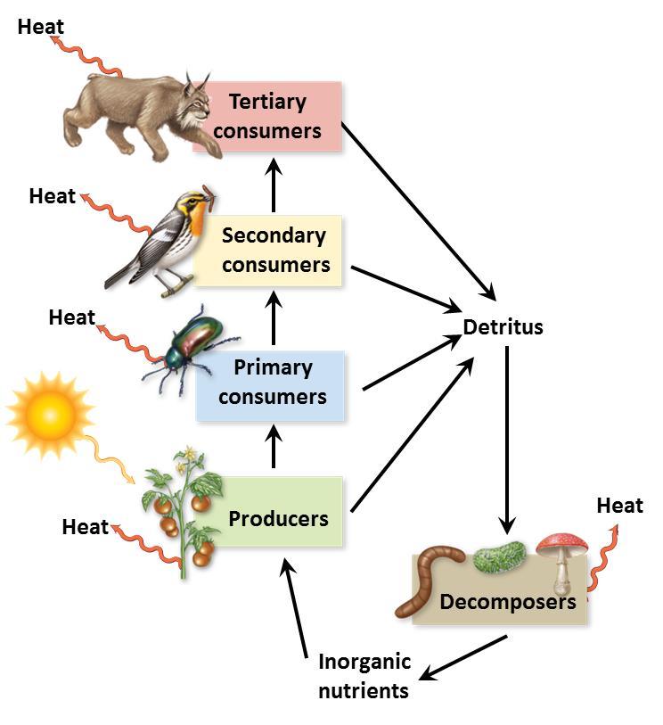 Ecosystem Ecology: Energy Flow Laws of thermodynamics apply to living systems 1. Energy cannot be created or destroyed, but can change forms 2.