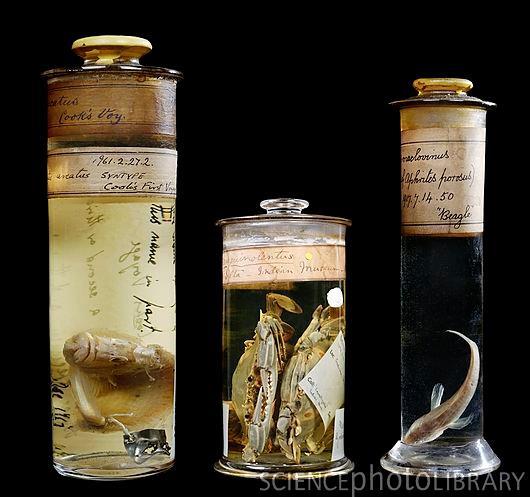 Biological Collections Specimen-based / collections-based