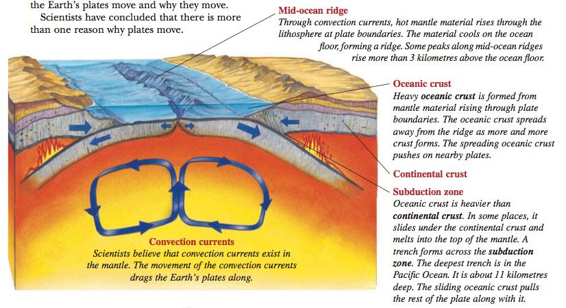 At diverging plate boundaries, convection currents produce mid- ocean ridges and are responsible for the formation of new crust.