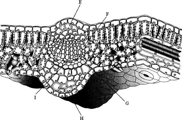 (iii) The leaves of xerophytes show a variety of modifications that are not shown in the diagram below. For instance, they may be covered in epidermal hairs.