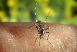 This mosquito receives nourishment, while the human is harmed. This is an example of parasitism. Competition Image is courtesy of the CDC.