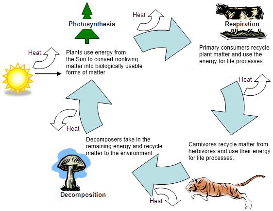 An Antarctic food web is shown in the picture above. Organisms in food webs can belong to more than one feeding level.