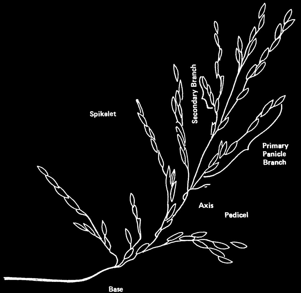 The time interval for flowering of an entire panicle is normally four to seven days. The number of filled grains per panicle has been established by this stage.
