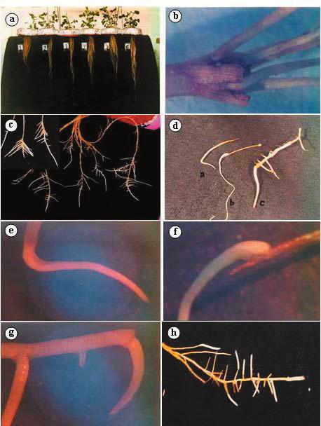 Figure. Step-by-step morphological changes in the root system: (a) the length and thickness of the roots grown in different Fe-treatments (from left to right:., 25,.