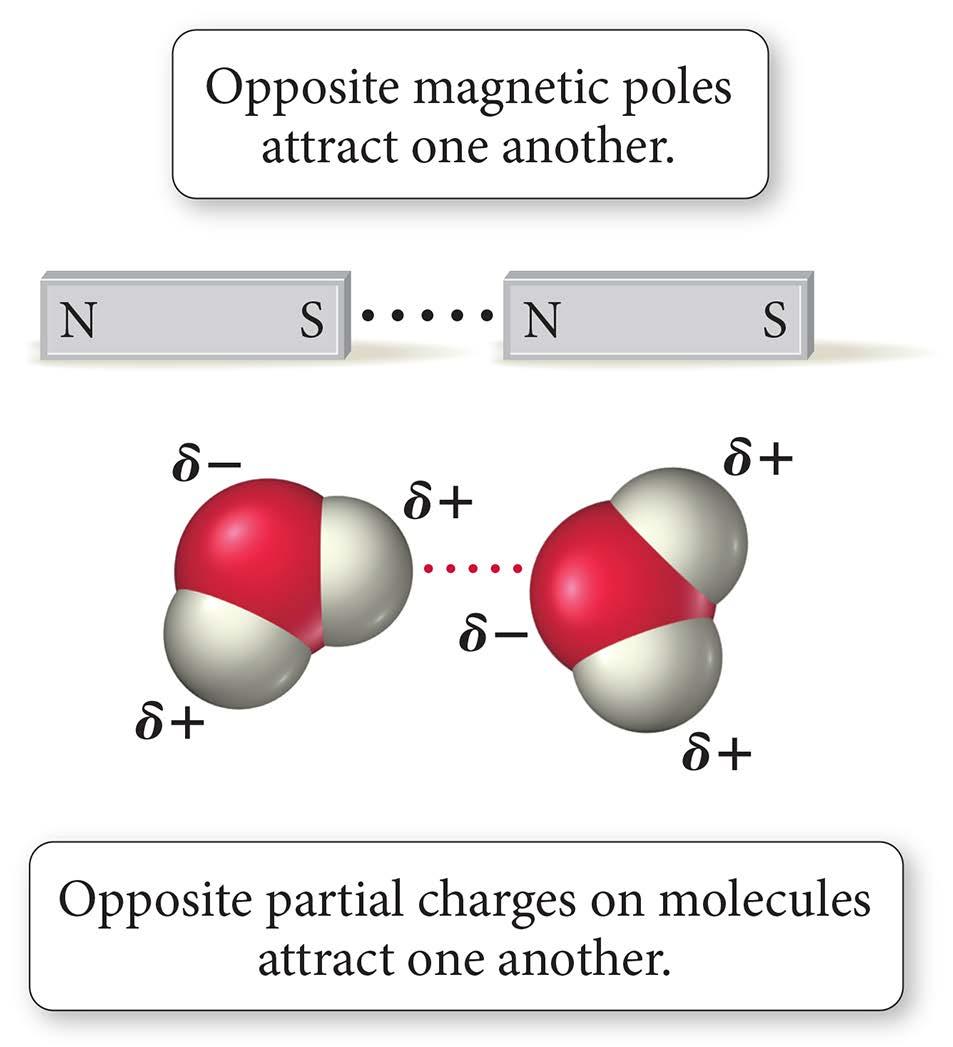 Molecular Polarity Affects Solubility in Water Polar molecules are attracted to other polar molecules.