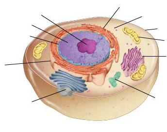 Section 7-2 Figure 7-5 Plant and Animal Cells Animal Cell Cytoplasm Nucleolus Nucleus Rough