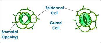 Which organelle do plants use to get energy from the sun?