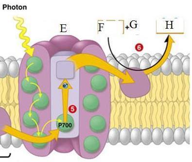 o Photosynthesis I: Electrons get re-energized Photosystem