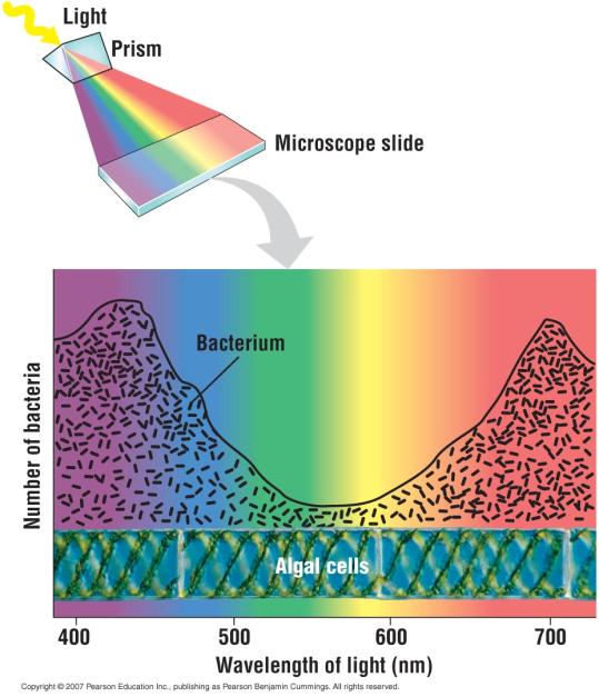 Chloroplasts absorb select wavelengths of light that drive