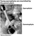 (lycophytes) Lycophyta (whisk ferns) Psilotophyta (horsetails) Sphenophyta (ferns) Pteridophyta (cycads) Cycadophyta Gymnosperms