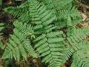 Vascular Plants: Seedless (ferns) Ferns-