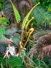 areas typical fern they have adapted to