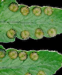 Vascular Plants: Seedless (ferns) The Fern Leaf divided into tiny leaflets that look feathery loses leaves at the end of each growing season ferns are