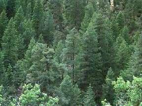 Vascular Plants: Seed Plants (conifers) Conifer- a type of seed plant that produces its seeds inside a cone 2 main parts : embryo- An organism that contains a new