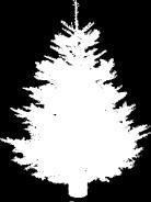 type of conifer that keeps its leaves