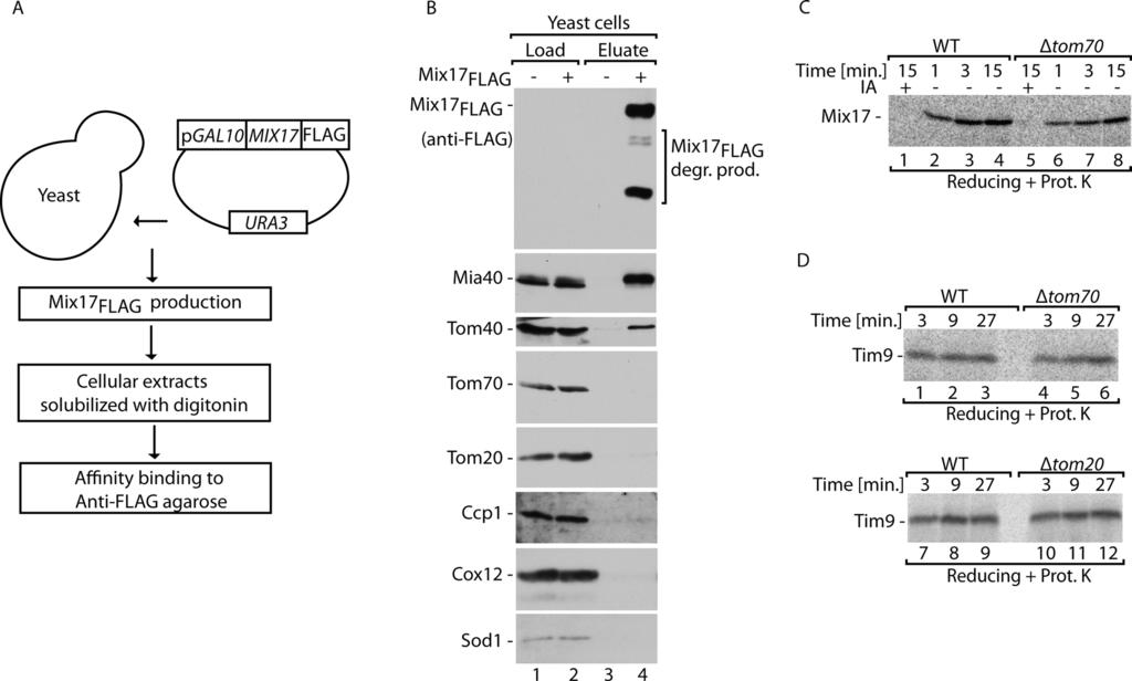 FIGURE 4: Mia40 and Tom40 copurify with Mix17 FLAG in vivo. (A) Schematic representation of immunoaffinity purification of Mix17 FLAG from yeast cells.