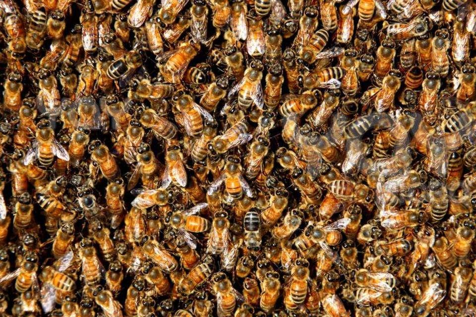 Bees: European honeybees