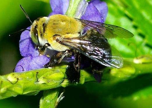 Natives bees: Solitary bees 90%+ of