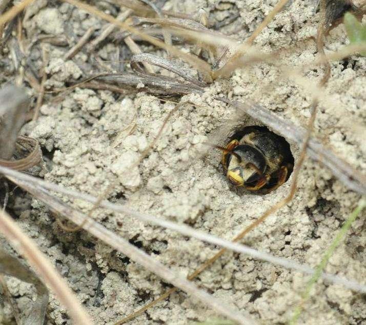 Solitary bees: Ground-nesters ~70% of native solitary bees nest in the