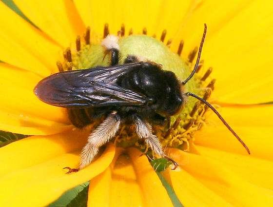 Solitary bees: Ground-nesters